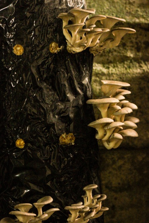 Li-Sun-Exotic-Mushrooms-Bowral-high-res