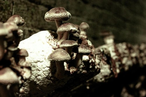 Li-Sun-Exotic-Mushrooms-Bowral-low-res-11