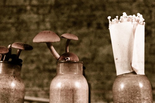 Li-Sun-Exotic-Mushrooms-Bowral-low-res-12