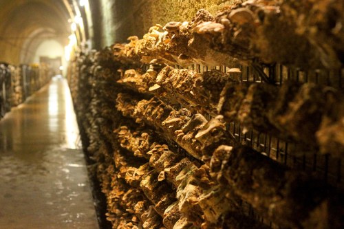 Li-Sun-Exotic-Mushrooms-Bowral-low-res-15