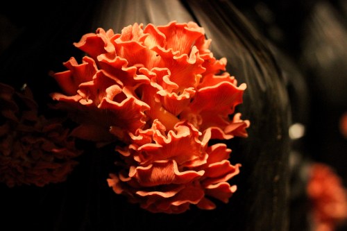 Li-Sun-Exotic-Mushrooms-Bowral-low-res-17