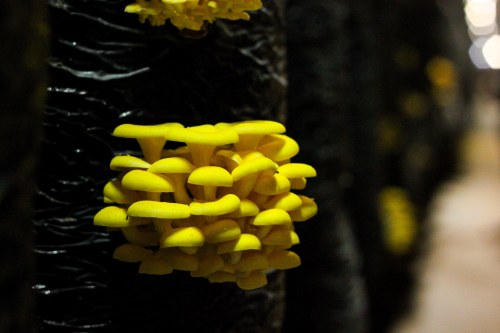 Li-Sun-Exotic-Mushrooms-Bowral-low-res-18
