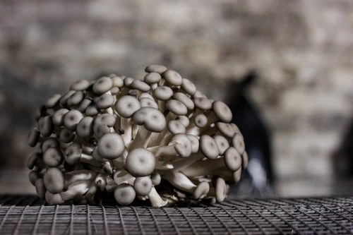 Li-Sun-Exotic-Mushrooms-Bowral-low-res-20