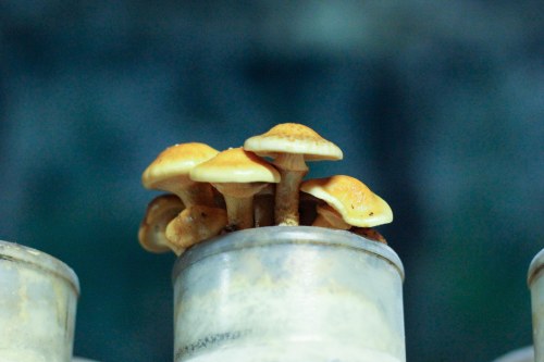 Li-Sun-Exotic-Mushrooms-Bowral-low-res-5