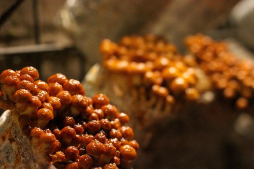 Li-Sun-Exotic-Mushrooms-Bowral-low-res-7